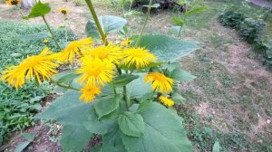 Девясил: высокий, британский / Inula: helenium, britannica
