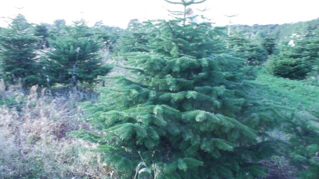 16 156 Пихта Нордмана срезанная 1.75 – 2.00 м. смотреть онлайн