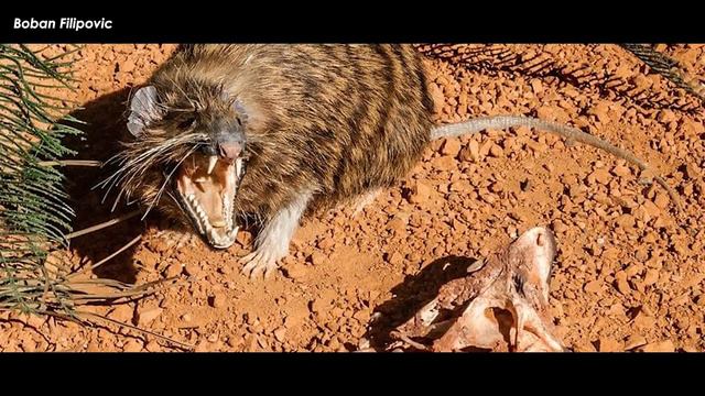 Newly Discovered Single-Clawed Owl Dinosaur Died Sleeping смотреть онлайн
