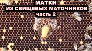 Вывод маток из свищевых маточников. часть 2.