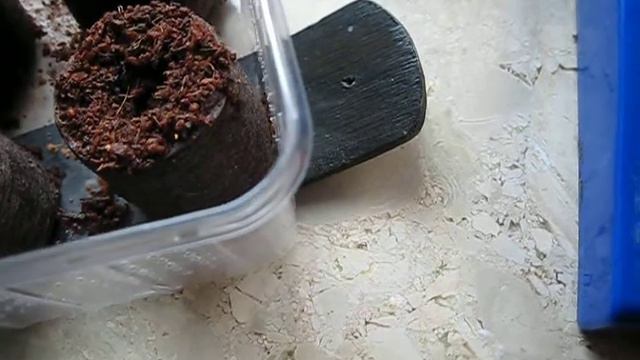 Zwischenstand Versuch: Aufzucht Von Pflanzen