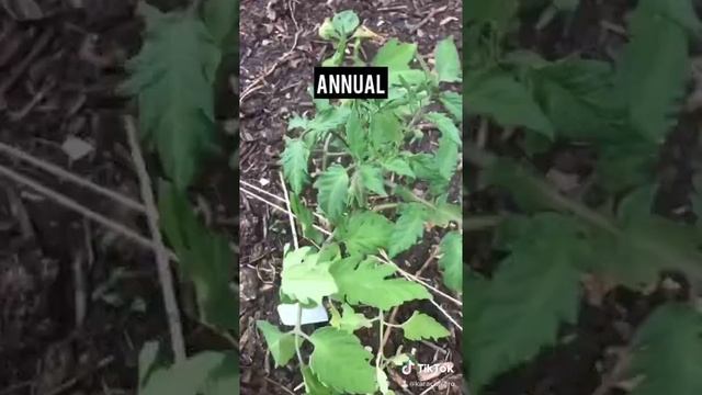 Basic Gardening Terms Explained -- Hardiness, Annual, Perennial, Biennial смотреть онлайн