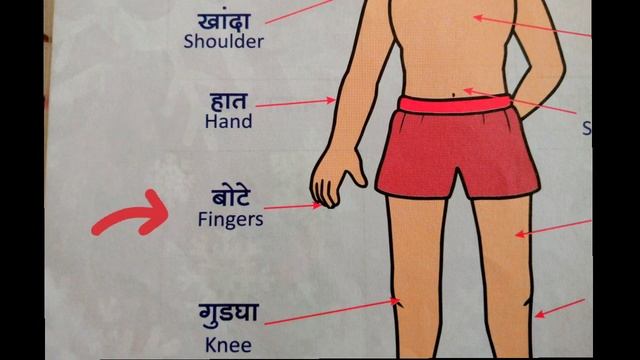 #cartoondekho sharirache avayav | body parts in Marathi | body parts name with pictur | शरीराचे अवय смотреть онлайн