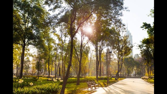[ASMR/AMBIENCE] Morning Park Ambience With Birds | 1 HOUR