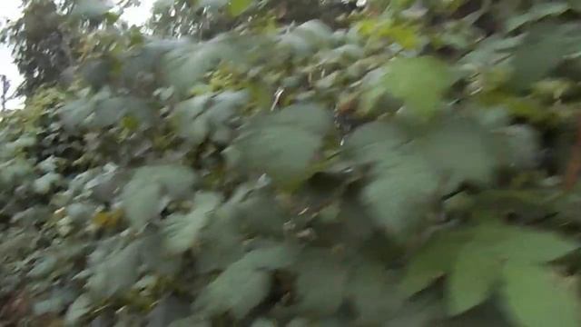 18 Обрезка обычной малины в августе смотреть онлайн