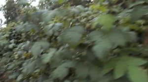 18  Обрезка обычной малины в августе
