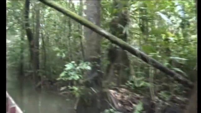 French Guiana. Excursion in the rainforest. смотреть онлайн