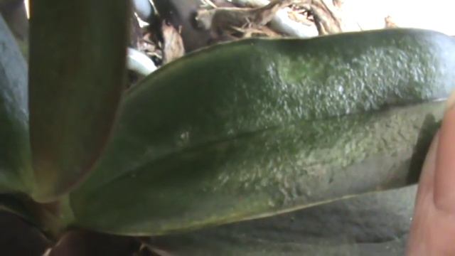 Орхидея фаленопсис. Проблема SOS. Выводы. смотреть онлайн