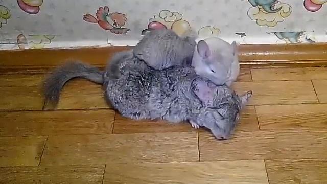 СМОТРЕТЬ ВСЕМ! Как уложить шиншиллят спать / Fanny chinchilla смотреть онлайн