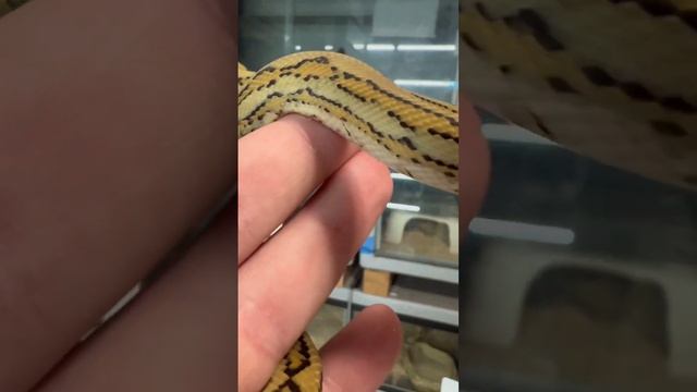 Female Hypo Tiger Coastal Carpet Python! смотреть онлайн