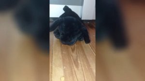 Новые дог блогеры 👋