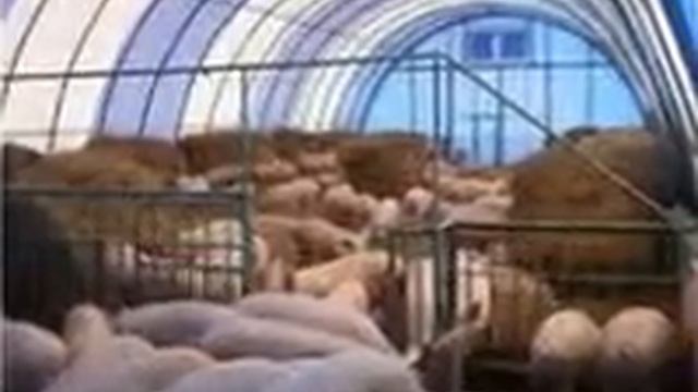 Свинофермы в Курске. ANGAR36.RU 8-800-100-29-43 смотреть онлайн