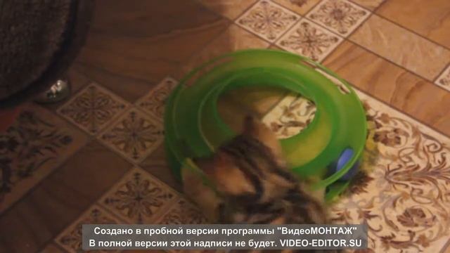Питомник KittyGrad, Волгоград, Помёт В, д.р. 01/04/2017 смотреть онлайн