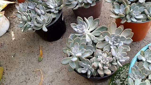 Decapite mis plantas смотреть онлайн
