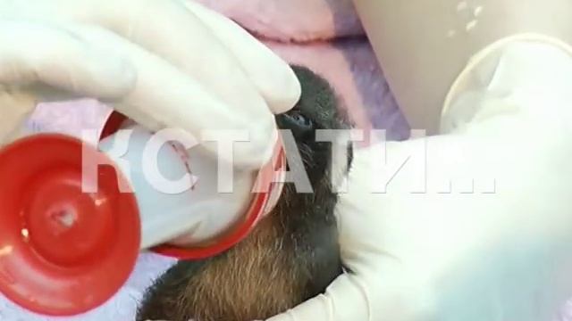 Новогодний детский сад в нижегородском зоопарке смотреть онлайн