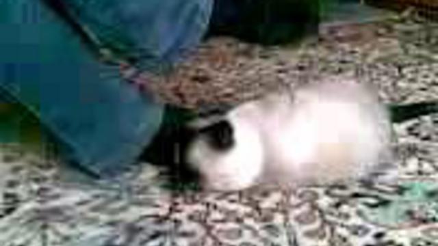 Котяра кусается