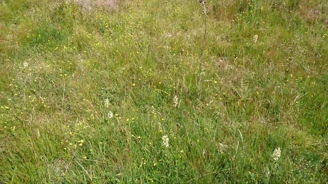 Bakke Gøgelilje смотреть онлайн