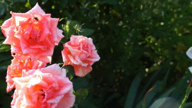 Красивый домик среди цветов смотреть онлайн