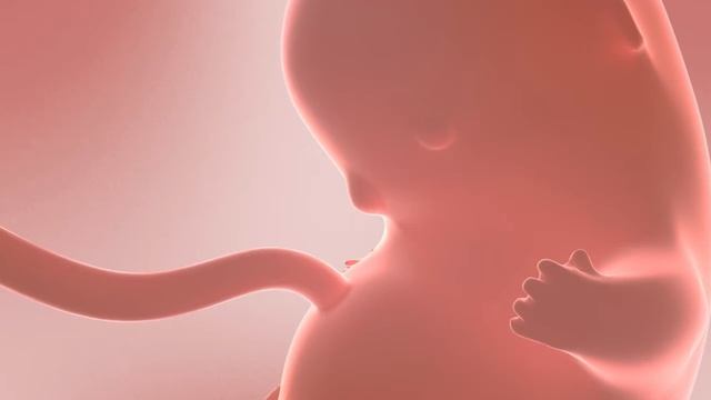 Перевод и адаптация видео смотреть онлайн