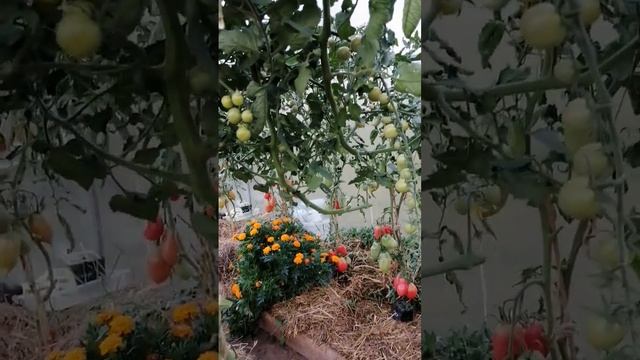 Томаты ПОРПОРА ф1 ведро с куста вацап 89152458159 письменно для заказа семян смотреть онлайн