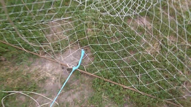 вятерь рыболовный (морда жак)