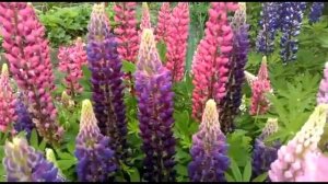 Чудо цветок - люпин!!  Секреты и особенности растения...