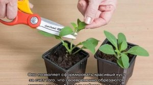 Петуньи ампельные — когда и как прищипывать