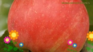 Яблоня домашняя Услада. Краткий обзор, описание характеристик, где купить саженцы