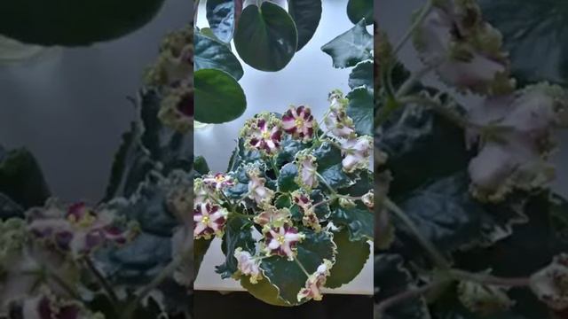 Мои фиалочки смотреть онлайн