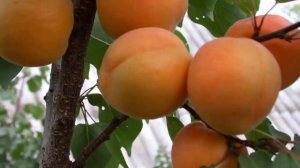 Самые сладкие и ароматные абрикосы. Лучшие и надежные сорта для средней полосы России.