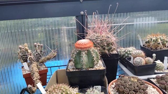 Спасение лофофоры.Цветение кактусов.Разнообразие цветущих колючек.Эпифиллумы. смотреть онлайн