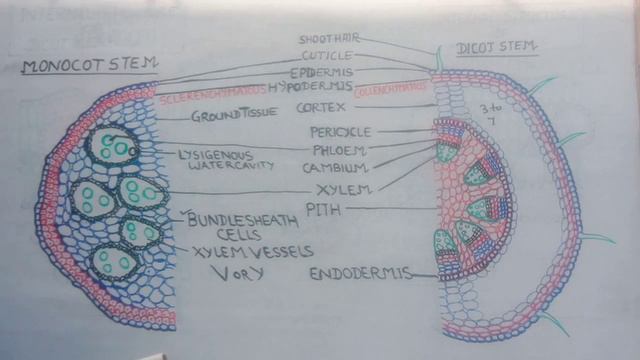 Lecture-5 Anatomical Study of Monocot &Dicot Stem--NEET смотреть онлайн