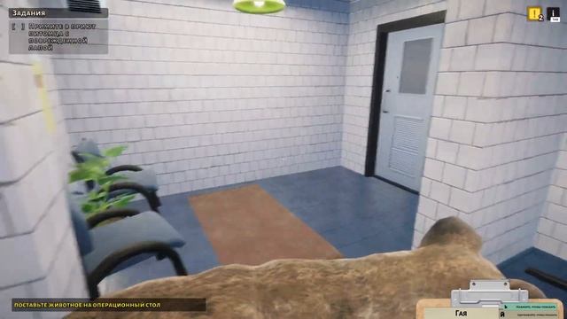 Animal Shelter - #2 первый взгляд