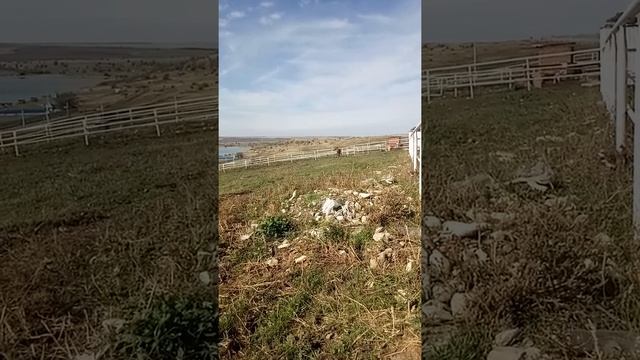 Английский чистокровный жеребец в России смотреть онлайн