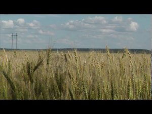 Зарайск. "Шумят хлеба" -Геннадий Белов. Композитор Александра Пахмутова, поэт Сергей Гребенников.