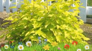 Пузыреплодник калинолистный Лютеус ? Обзор: посадка и уход. саженцы: описание и особенности