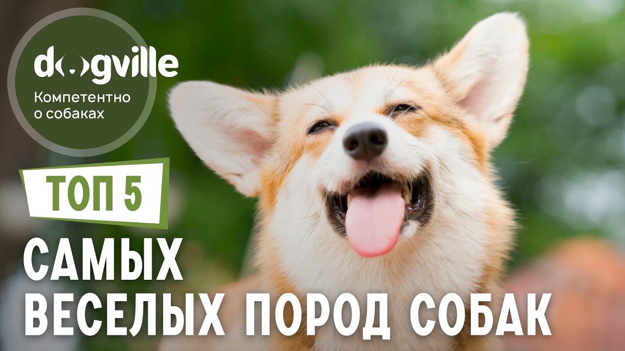 ТОП 5 САМЫХ веселых пород собак смотреть онлайн