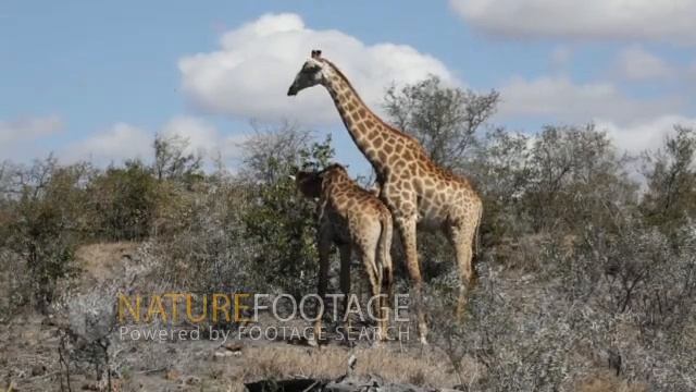 Giraffe (Giraffa Camelopardalis) Male And Female Rub Necks Mating Ritual Kruger National Park смотреть онлайн