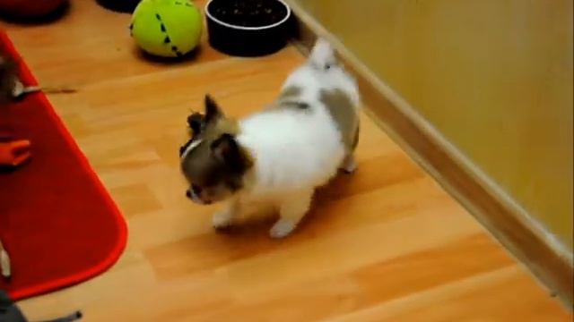 Щенки чихуахуа из питомника "Акселанс".wmv смотреть онлайн