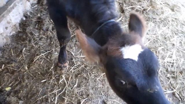 Почему худеют телята после снятия с молока? смотреть онлайн