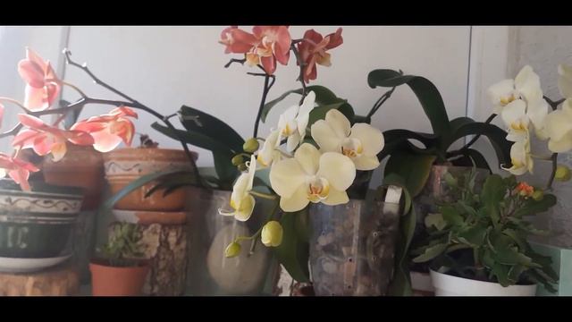 Рассуждения про орхи реанимашки. НЕГОДУЮ)). смотреть онлайн