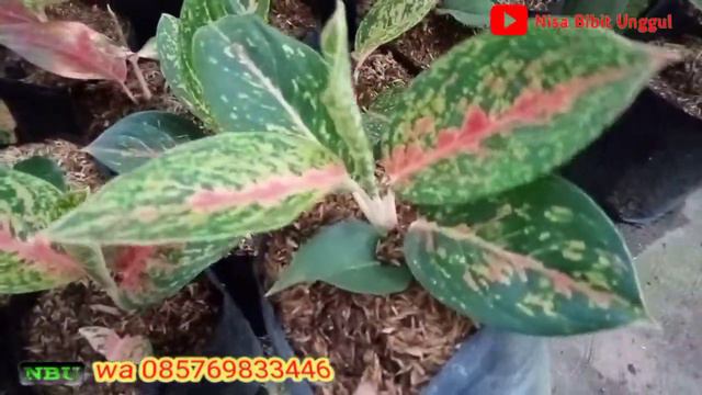 AGLONEMA LOKALAN JUMBO DENGAN HARGA MINI смотреть онлайн