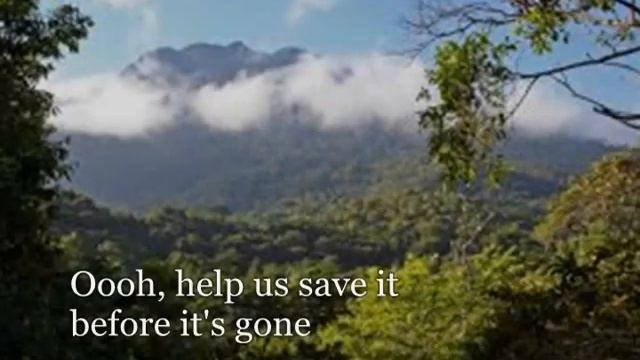 JP Taylor - The Rain Forest Song смотреть онлайн