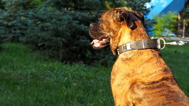 Gorgeous Boxer on the walk with her War Dog Leather Collar on смотреть онлайн