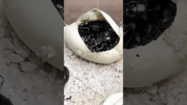 Jungle Carpet Python Hatchlings смотреть онлайн