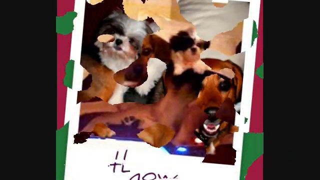 The Puppy Song- by Harry Nilsson- with Oscar the shih tzu! смотреть онлайн