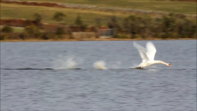 Flight of the Swans.mp4 смотреть онлайн