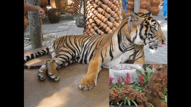 Парк Нонг Нуч. Nong Nooch Garden смотреть онлайн
