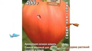 Томат обыкновенный Сердце Сибири (serdtse sibiri) ? обзор: как сажать, семена томата Сердце Сибири