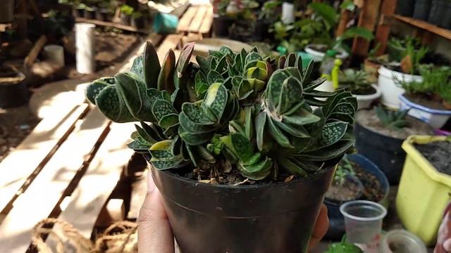 Gasteria Variegata "Beranak Pinak" смотреть онлайн